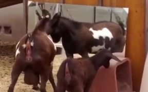 Animals Dancing To Push It