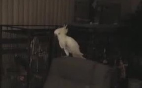 This Bird Can Dance - Animals - VIDEOTIME.COM