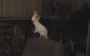 This Bird Can Dance