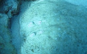 Fish on the Sea Bottom 2 - Animals - VIDEOTIME.COM