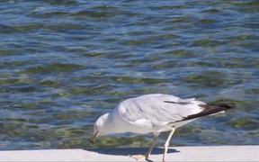 Gull Eating by Lake - Animals - VIDEOTIME.COM