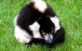 Ruffed Lemur - Animals - VIDEOTIME.COM