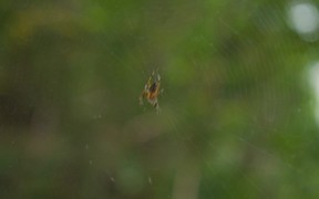 Spider Shaking its Web - Animals - VIDEOTIME.COM