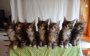 Head Bobbing Kittens
