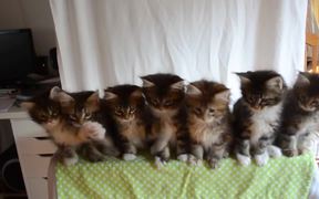 Head Bobbing Kittens - Animals - VIDEOTIME.COM