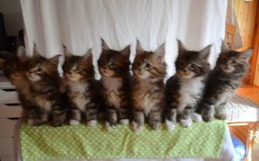 Head Bobbing Kittens