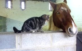 Cat And Horse Are Friends - Animals - VIDEOTIME.COM