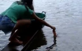 Easily Fish Piranha - Animals - VIDEOTIME.COM