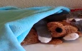 Cute Kitty With Teddy Bear - Animals - VIDEOTIME.COM