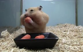 Cute Hampster Eating Carrots - Animals - VIDEOTIME.COM