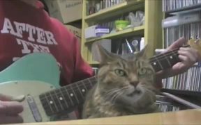 Snaggletooth Cat Bopping Along - Animals - VIDEOTIME.COM