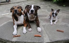 3 Dogs 3 Sausages