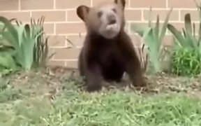 Sneezing Bear