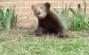 Sneezing Bear - Animals - VIDEOTIME.COM