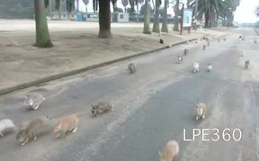 The Bunny Stampede - Animals - VIDEOTIME.COM