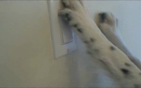 Amazing Border Collie Tricks - Animals - VIDEOTIME.COM
