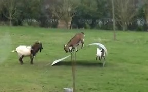Goats Bouncing Around