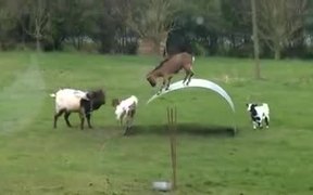 Goats Bouncing Around