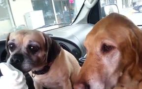 Dogs Sharing Ice Cream