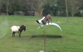 Goats Bouncing Around - Animals - VIDEOTIME.COM