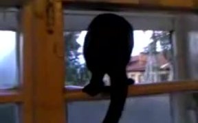 Double Agent Cat - Animals - VIDEOTIME.COM