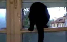 Double Agent Cat - Animals - VIDEOTIME.COM