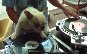 DJ Doggy Dog
