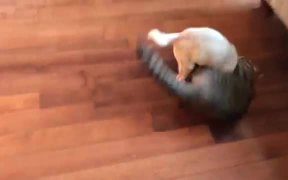 Pug Vs Cat Battle - Animals - VIDEOTIME.COM