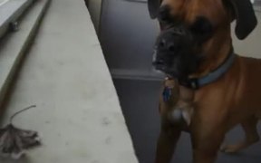 Dog Scared Of A Leaf - Animals - VIDEOTIME.COM
