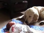 Dogs Protecting Babies