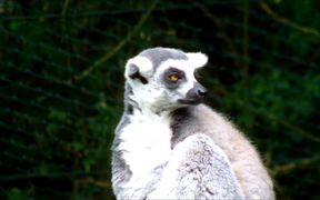Ring-Tailed Lemur in a Zoo - Animals - VIDEOTIME.COM