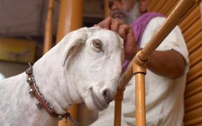 Indian Man Petting a Goat