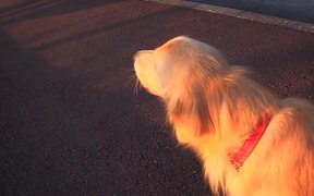 Dog Imitates Sirens