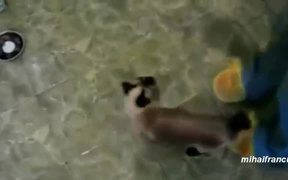 Animals Chasing Laser Pointers - Animals - VIDEOTIME.COM