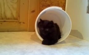 A Kitten Trap