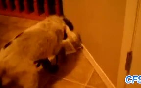 Puppies Vs Door Stoppers - Animals - VIDEOTIME.COM