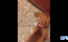 Puppies Vs Door Stoppers - Animals - VIDEOTIME.COM