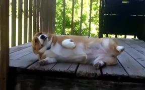 Cute Sad Face Dogs - Animals - VIDEOTIME.COM