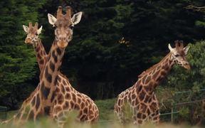 Zoo Official Trailer - Movie trailer - VIDEOTIME.COM