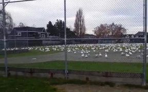 Geese Tsunami - Animals - VIDEOTIME.COM