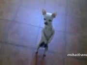 Dogs Acting Like Humans