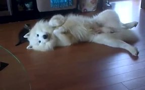 Dog And Kitten Playtime - Animals - VIDEOTIME.COM