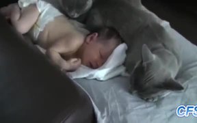 Cats Loving Babies