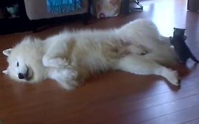 Dog And Kitten Playtime - Animals - VIDEOTIME.COM