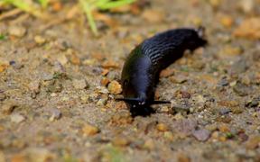 Slug Crawling in Sand - Animals - VIDEOTIME.COM