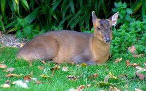 Chewing Muntjac