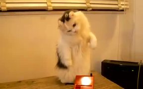 Very Confused Cat - Animals - VIDEOTIME.COM