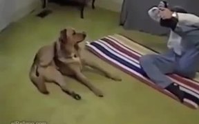 Yoga Dog - Animals - VIDEOTIME.COM