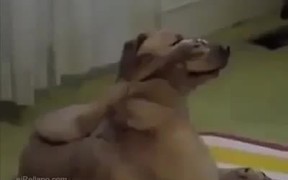 Yoga Dog