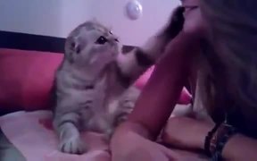 Kitten Demands A Kiss - Animals - VIDEOTIME.COM